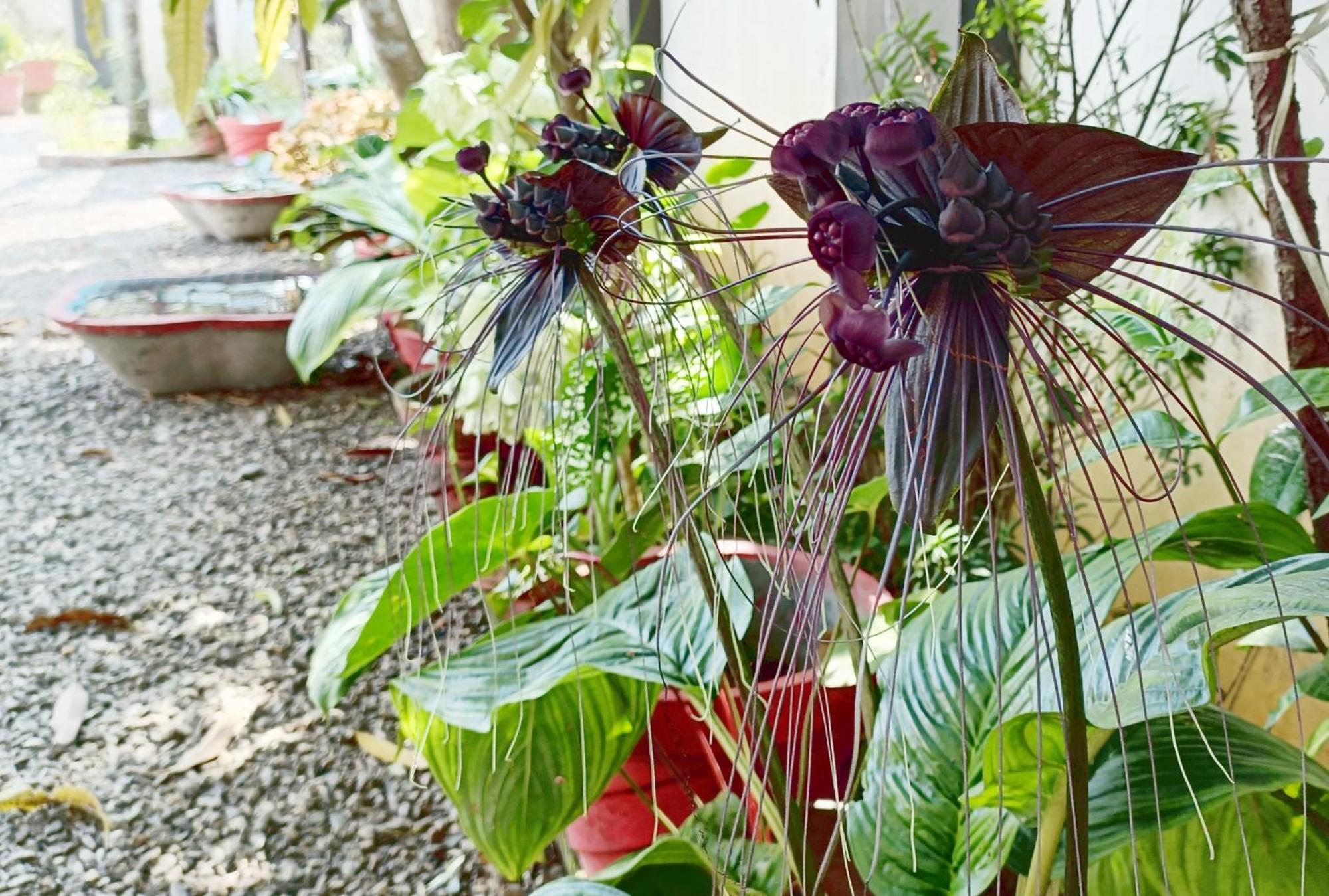 Alma Homestay มาราริคุลาม ภายนอก รูปภาพ